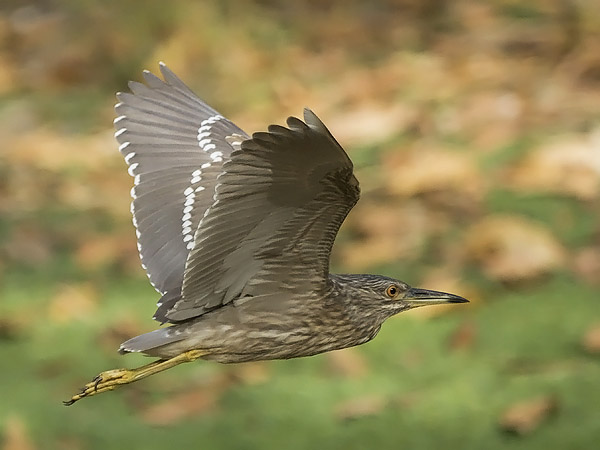 Yöhaikara, Black-crowned Night Heron, Nycticorax nycticorax